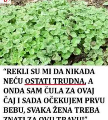 Čaj od marulje: Tradicionalna upotreba i recept