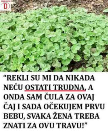 Marulja (Marrubium vulgare), poznata i kao bijeli tetrljan, ljekovita je biljka koja se tradicionalno koristi za ublažavanje kašlja i tegoba s disajnim putevima. U narodnoj medicini spominje se i u kontekstu ženskog zdravlja. Ipak, ne postoje pouzdani naučni dokazi da čaj od marulje povećava plodnost, reguliše hormone ili liječi neplodnost. Zato ga ne treba smatrati zamjenom za stručnu procjenu i liječenje. Kako se marulja tradicionalno koristi? Marulja je zeljasta biljka s karakterističnim mirisom i sitnim bijelim cvjetovima. Sadrži različite biljne spojeve, uključujući flavonoide i tanine. U tradicionalnoj upotrebi najčešće se povezuje s: Podrškom kod kašlja i određenih tegoba disajnih puteva. Tradicionalnim biljnim pripravcima za probavne tegobe. Narodnim običajima vezanim za njegu i očuvanje zdravlja. Njena djelotvornost za navedene namjene nije jednako dobro potvrđena za sve primjene, a posebno nema dovoljno dokaza o uticaju na žensku plodnost. Recept za čaj od marulje Tradicionalna priprema biljnog čaja, a ne dokazani tretman za neplodnost. Sastojci: 1 čajna kašičica osušene marulje 250 ml vode Priprema: Zagrijte vodu do ključanja. Prelijte biljku vrućom vodom. Poklopite i ostavite da odstoji 5–10 minuta. Procijedite čaj. Važno: Ne postoji naučno utvrđena doza ni trajanje korištenja marulje za povećanje plodnosti. Ako pokušavate zatrudnjeti, posavjetujte se s ljekarom prije korištenja ovog ili drugih biljnih pripravaka. Poseban oprez potreban je tokom trudnoće i dojenja. Šta može pomoći kod planiranja trudnoće? Za žene koje žele zatrudnjeti korisno je pratiti menstrualni ciklus, voditi računa o uravnoteženoj ishrani i razgovarati s ljekarom o uzimanju folne kiseline. Ako trudnoća izostaje 12 mjeseci redovnih nezaštićenih odnosa, odnosno 6 mjeseci ako žena ima 35 ili više godina, preporučuje se procjena plodnosti. Raniji pregled može biti potreban kod neredovnih menstruacija ili poznatih zdravstvenih problema. Zaključak: Marulja ima dugu tradiciju upotrebe u narodnoj medicini, ali njena sposobnost povećanja plodnosti nije dokazana. Prirodni pripravci također mogu imati neželjena djelovanja, pa ih je važno koristiti oprezno.